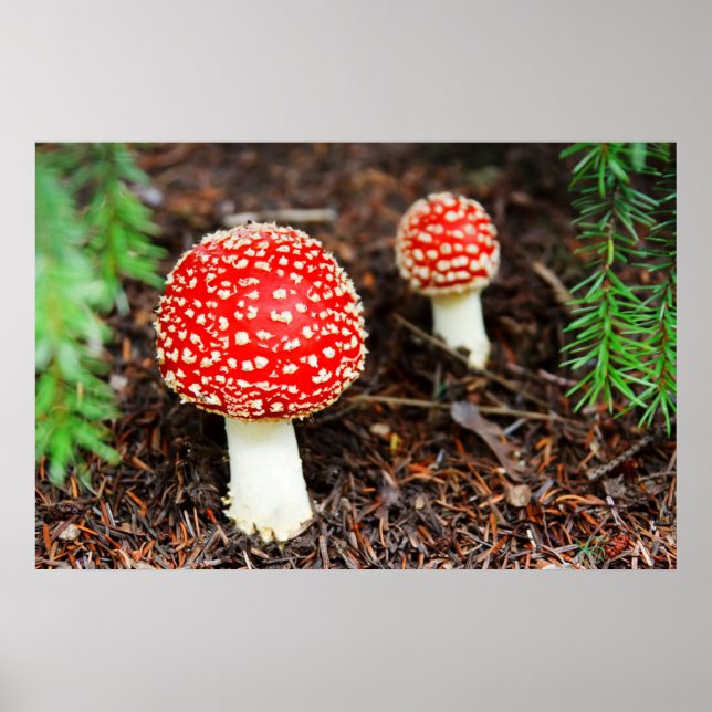 Young Amanita muscaria Poster (Front)