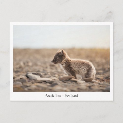 Young Arctic Fox in Svalbard Postcard