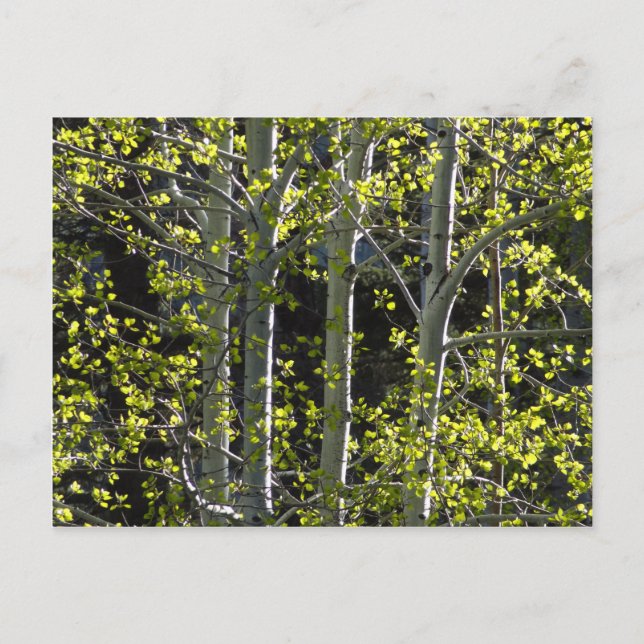 Young Aspen Trees Postcard (Front)