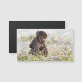 Young Baboon (Front/Back)