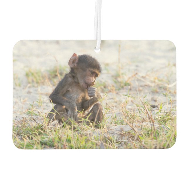 Young Baboon Air Freshener (Back)
