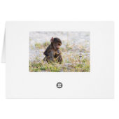 Young Baboon Cards (Back Horizontal)