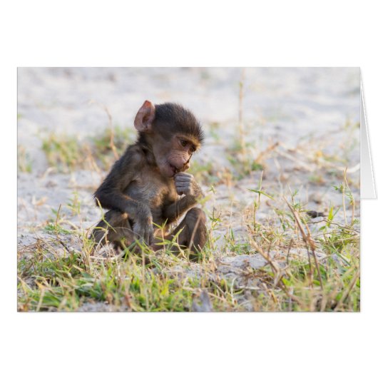 Young Baboon Cards (Front Horizontal)