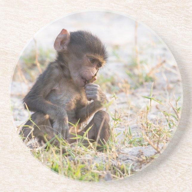 Young Baboon Coaster (Front)