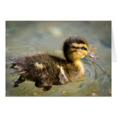 Young Baby Duck (Front Horizontal)