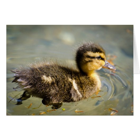 Young Baby Duck Cards (Front Horizontal)