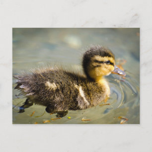 Young Baby Duck Postcard