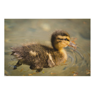 Young Baby Duck Wood Wall Art
