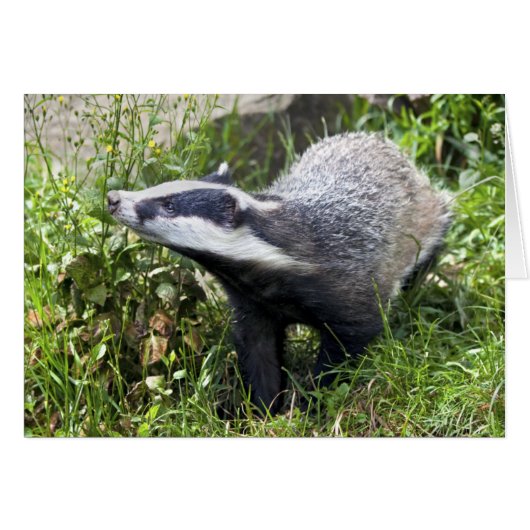 Young Badger Card (Front Horizontal)