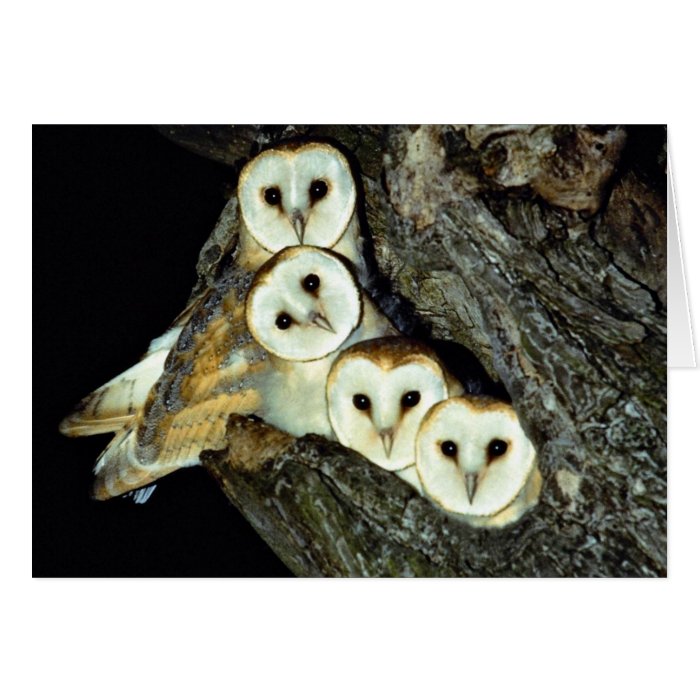 Young barn owls, 9 weeks old cards