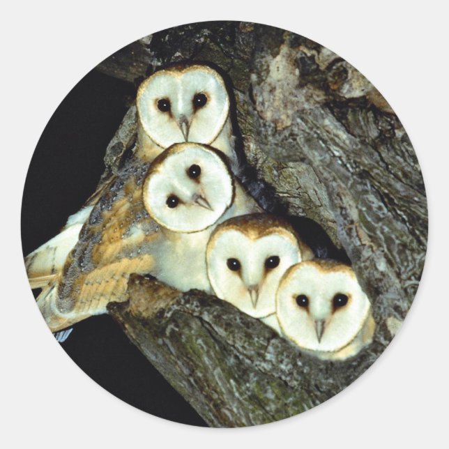 Young barn-owls, 9 weeks old classic round sticker (Front)