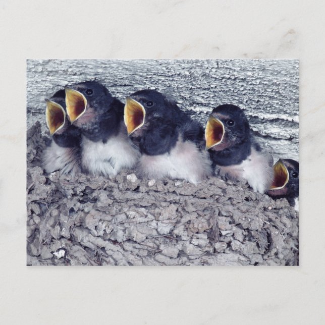 young barn swallows postcard (Front)