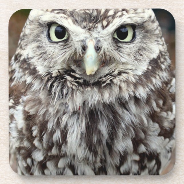 Young Barred Owl Coaster (Front)
