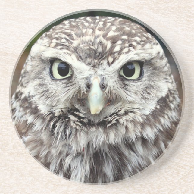 Young Barred Owl Drink Coaster (Front)