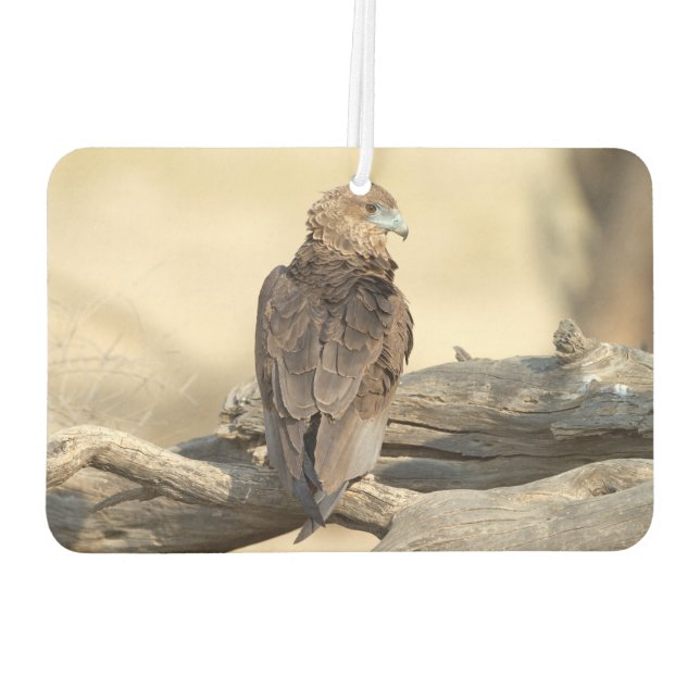 Young Bateleur Air Freshener (Back)