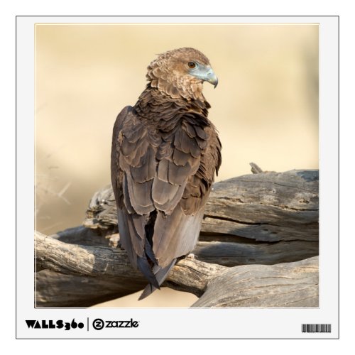 Young Bateleur Wall Decal