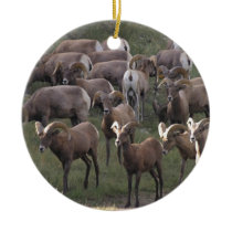 Young Bighorn Sheep Ceramic Ornament