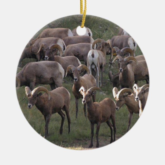 Young Bighorn Sheep Ceramic Ornament (Front)