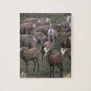 Young Bighorn Sheep Jigsaw Puzzle