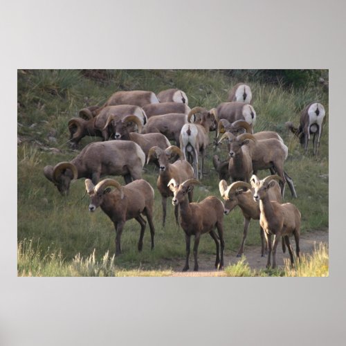 Young Bighorn Sheep Poster