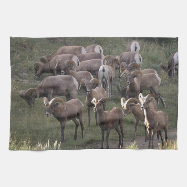 Young Bighorn Sheep Towel (Horizontal)