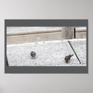 Young Birds on Steps Poster