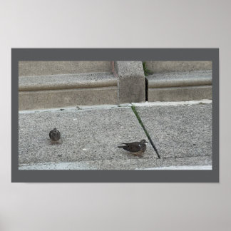 Young Birds on Steps Poster