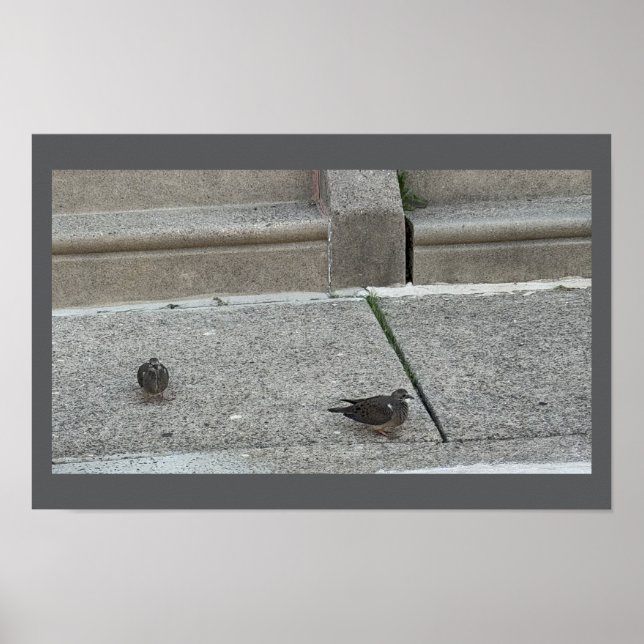 Young Birds on Steps Poster (Front)