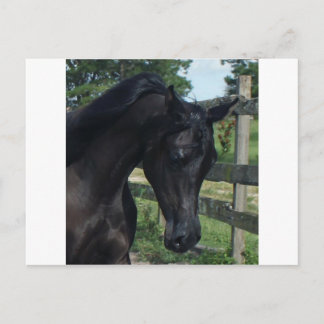 Young Black Arabian Stallion Postcard