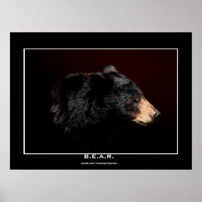 Young Black Bear Art Study Poster (Front)