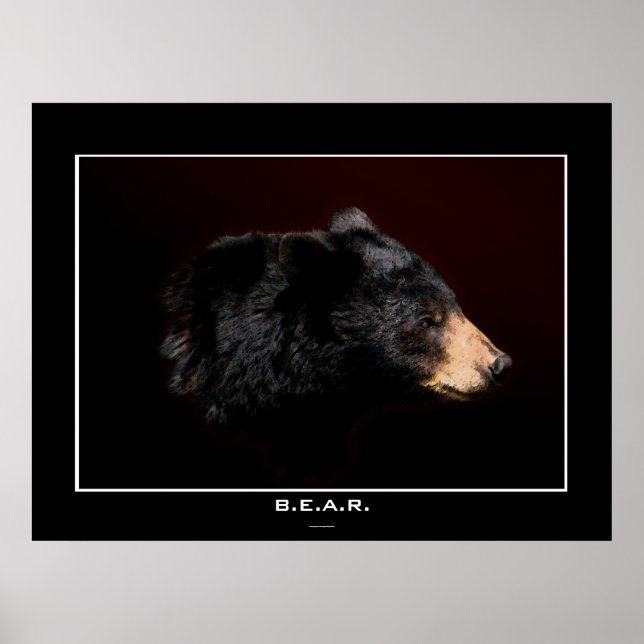 Young Black Bear Art Study Poster (Front)