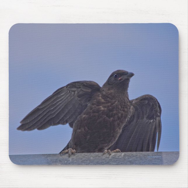 Young Black Raven on Quesnel Bridge w Sky Mouse Pad (Front)