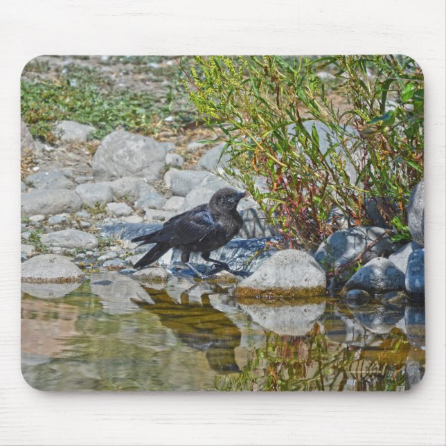 Young Black Raven Reflected in Pool Mouse Pad (Front)