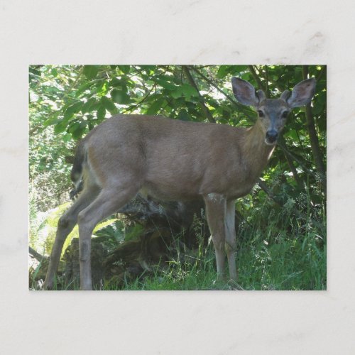 Young Black_Tailed Buck Postcard 02