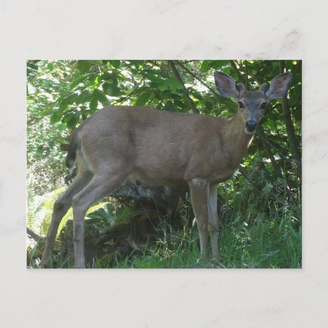 Young Black-Tailed Buck Postcard 02 (Front)