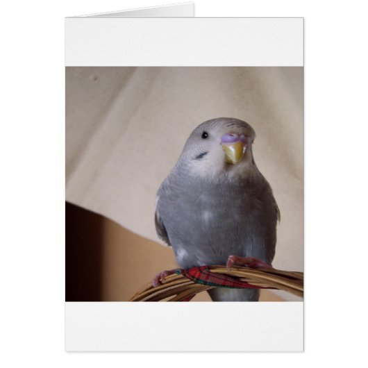 young blue budgie pillow cards (Front)