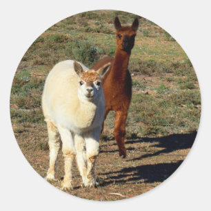 Young Brown And White Alpacas, Classic Round Sticker