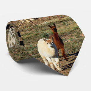 Young Brown And White Alpacas, Neck Tie