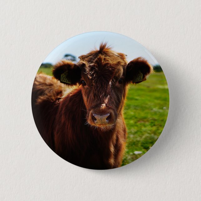 Young Brown Cow in Pasture Field Button (Front)