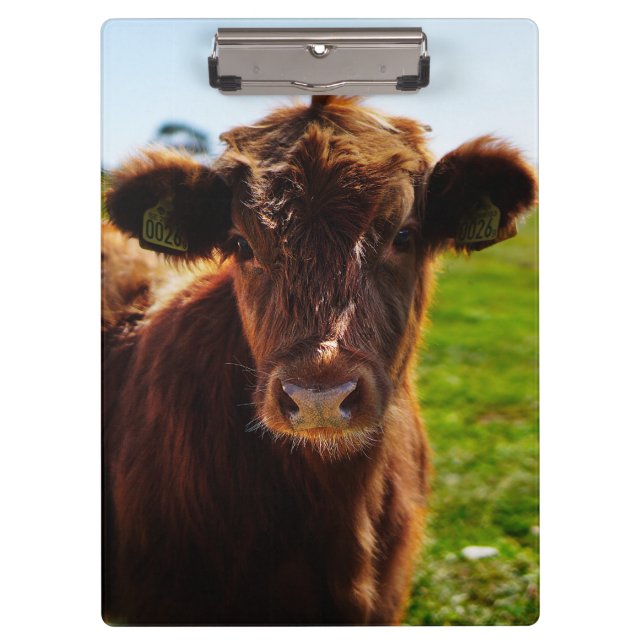 Young Brown Cow in Pasture Field Clipboard (Front)