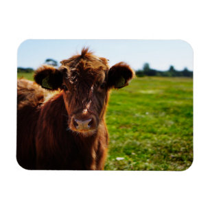 Young Brown Cow in Pasture Field Magnet