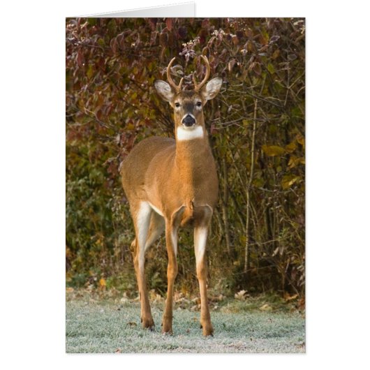 Young Buck (Front)