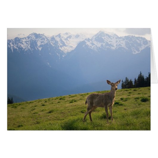 Young Buck and Mt. Olympus Peaks Cards (Front Horizontal)