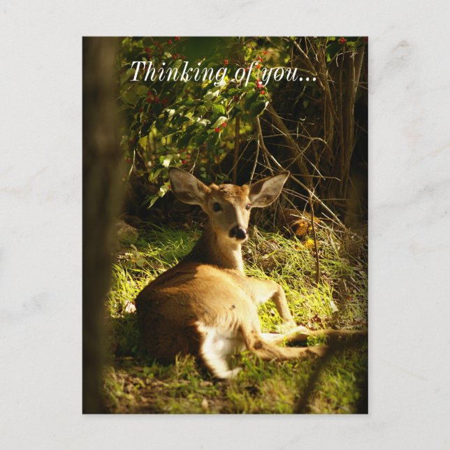 Young Buck In The Meadow Thinking Of You Postcard (Front)