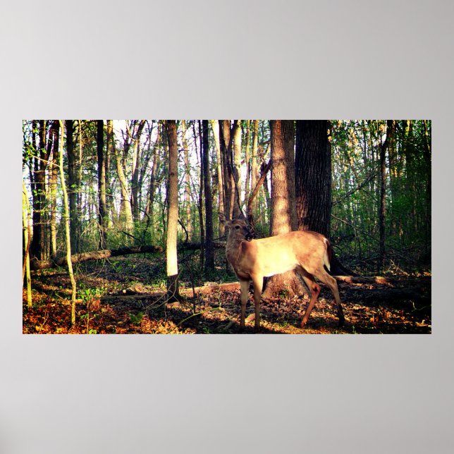 Young Buck in the Woods Poster (Front)