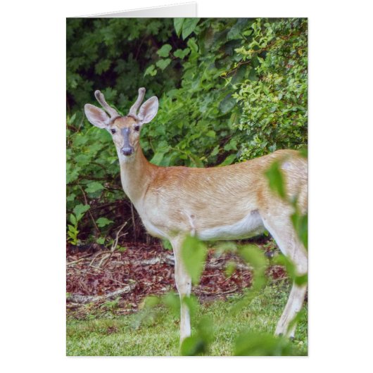Young Buck in Velvet Cards (Front)