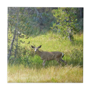 Young Buck in Yosemite, California Ceramic Tile