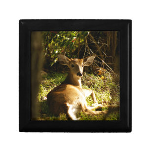 Young Buck Wooden Jewelry Keepsake Box