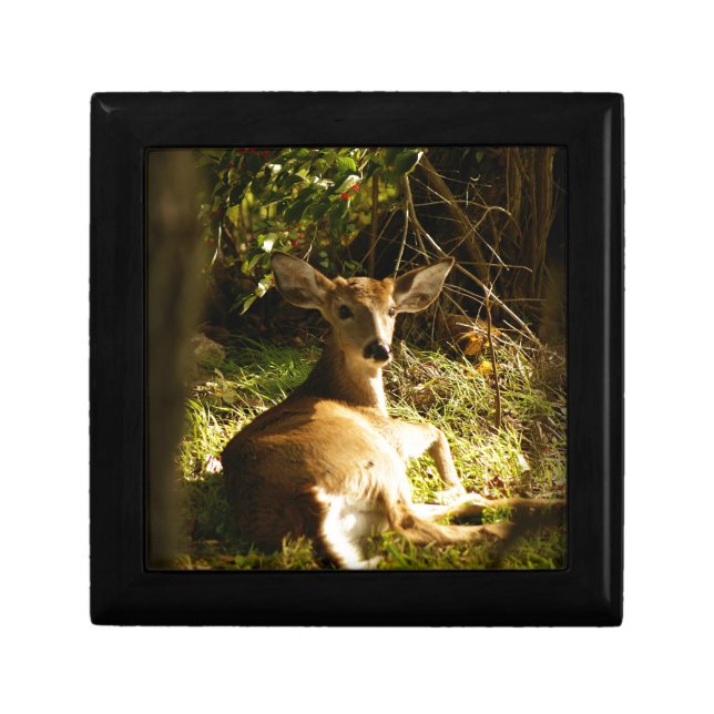 Young Buck Wooden Jewelry Keepsake Box (Front)