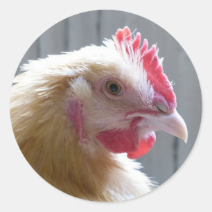 Young Buff Orpington Heritage Chicken Roo Classic Round Sticker